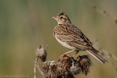 154 Feldlerche - Alauda arvensis